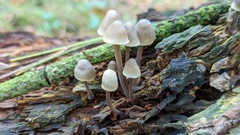 Mycena arcangeliana