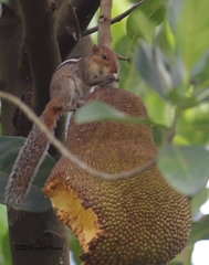 Funambulus tristriatus