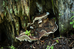 Heterobasidion annosum