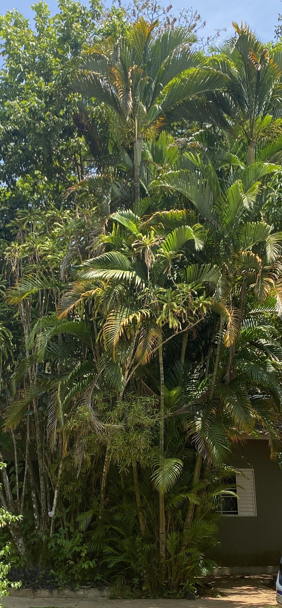 Chrysalidocarpus lutescens