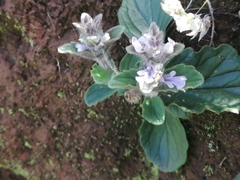Ajuga ophrydis