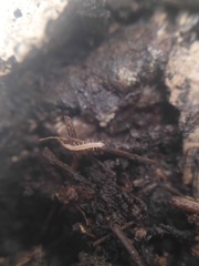 Myriapoda
