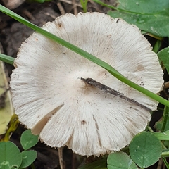 Inocybe geophylla
