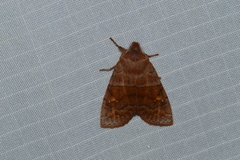 Eupsilia vinulenta
