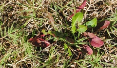 Rumex crispus
