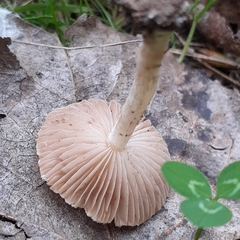 Inocybe geophylla