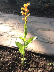 Dichromanthus aurantiacus