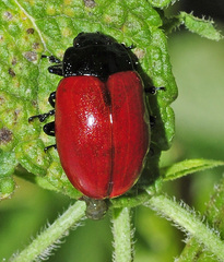Chrysolina lucida
