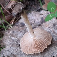 Inocybe geophylla
