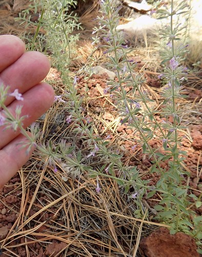 Image of Hedeoma oblongifolia by no rights reserved