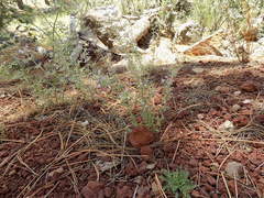 Hedeoma oblongifolia