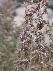 Artemisia caerulescens