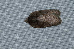 Acleris chalybeana