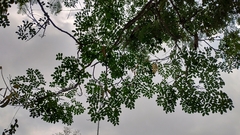 Erythrostemon mexicanus