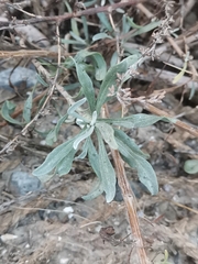 Artemisia caerulescens