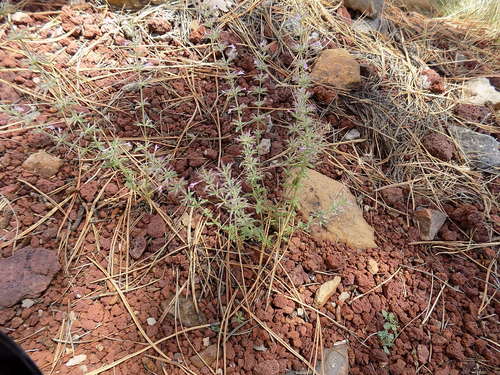 Image of Hedeoma oblongifolia by no rights reserved