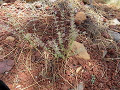 Hedeoma oblongifolia