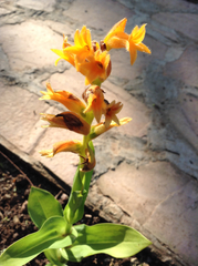 Dichromanthus aurantiacus