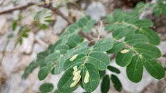 Erythrostemon mexicanus