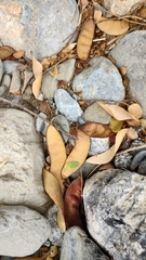 Erythrostemon mexicanus