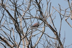 Streptopelia tranquebarica