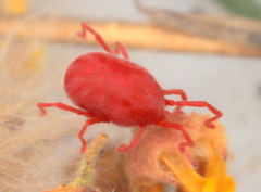 Trombidiformes