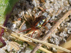 Erythraeidae
