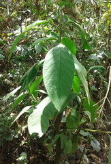 Citharexylum subflavescens