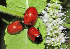 Chrysolina lucida