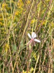 Gaura