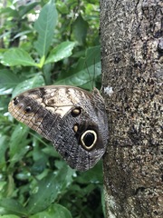 Caligo telamonius memnon