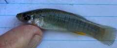 Fundulus grandis