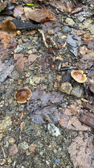 Gymnopus brassicolens