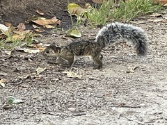 Sciurus variegatoides