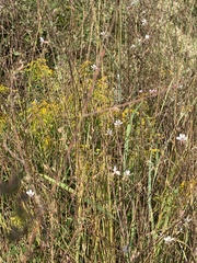 Gaura