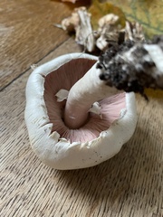 Agaricus campestris