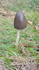 Coprinopsis picacea