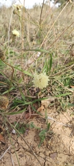 Cephalaria uralensis