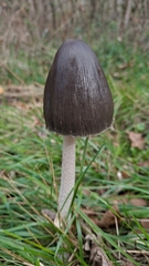 Coprinopsis picacea