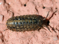 Armadillidium decorum