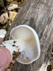Clitocybe robusta