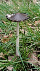 Coprinopsis picacea