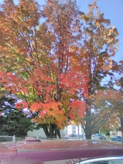 Acer