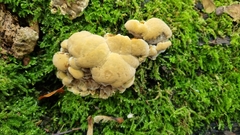 Pseudoinonotus dryadeus