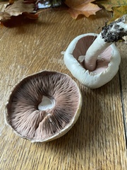Agaricus campestris