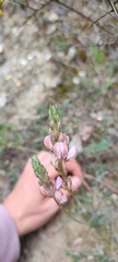 Onobrychis viciifolia