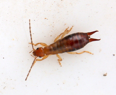 Forficulidae