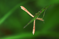 Stenoptilia zophodactylus