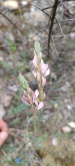 Onobrychis viciifolia
