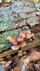 Mycena haematopus